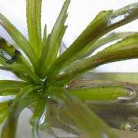Water Soldier